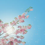 桜,アイキャッチ,画像